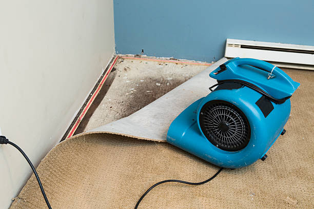 Best Mold removal after water damage  in Gary, IN